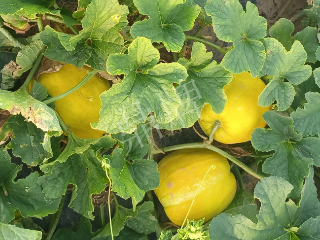 蔬菜種子種植戶客戶點(diǎn)評(píng)-種它！種它！高溫季節(jié)就種它！