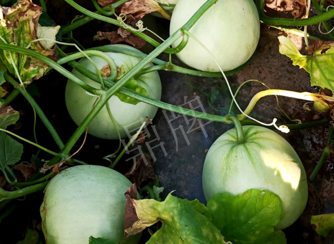 蔬菜種子種植戶客戶點評-種植這個品種，謹防小偷?。?！