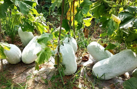 蔬菜種子種植戶客戶點(diǎn)評(píng)-驚訝！炎炎烈日下，小孩大聲喊：“大雪球！大雪球……”怎樣一回事？