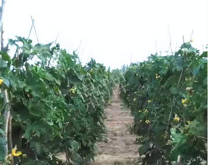 蔬菜種子種植戶客戶點(diǎn)評-種植這個品種，獲得高收入，老婆的功勞最大