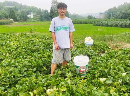 蔬菜種子種植戶客戶點(diǎn)評-甜瓜新品上市，每個賣9元，很暢銷！