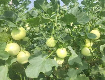 蔬菜種子種植戶客戶點(diǎn)評-種植這個新品種，我感到非常滿意！
