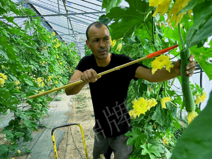 蔬菜種子種植戶客戶點(diǎn)評-這種絲瓜在法國，批發(fā)都是30元/kg