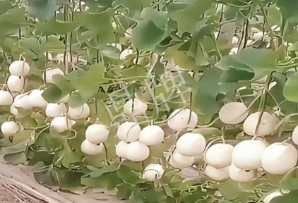 蔬菜種子種植戶客戶點(diǎn)評-現(xiàn)在的瓜菜價格不好，但我種植的優(yōu)質(zhì)甜瓜還是有好的收入！