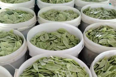 蔬菜種子種植戶客戶點(diǎn)評-時隔20年，我再種這個品種，大家來看看，怎么樣？