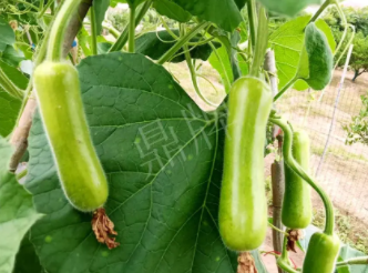蔬菜種子種植戶客戶點(diǎn)評(píng)-科研人員發(fā)誓研究的一個(gè)抗高溫品種，您可能需要！