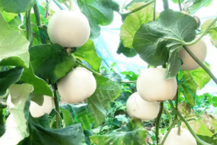 蔬菜種子種植戶客戶點(diǎn)評(píng)-丁老板說：種植這個(gè)品種，獲得了滿意的收入，確實(shí)“爽歪歪”