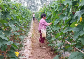 蔬菜種子種植戶客戶點(diǎn)評(píng)-85歲老奶奶，還是種植基地的領(lǐng)頭人，做的怎么樣？一起去看看…