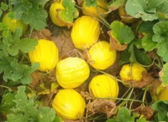 蔬菜種子種植戶客戶點(diǎn)評(píng)-瓜農(nóng)說：“還得是這個(gè)品種啊！”，什么品種讓種植戶如此感慨？