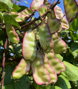 蔬菜種子種植戶客戶點(diǎn)評(píng)-價(jià)格好得讓種植者笑咪咪的，這個(gè)神奇的品種在霜降后還是串串結(jié)莢！