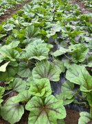 蔬菜種子種植戶客戶點(diǎn)評(píng)-第一次種植這種菜，現(xiàn)在可以上市了，大家?guī)臀医ㄗh一下，能賣個(gè)什么價(jià)格？