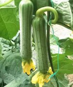 蔬菜種子種植戶客戶點(diǎn)評(píng)-這瓜，太美了！太美了！但我這個(gè)老菜農(nóng)……唉！