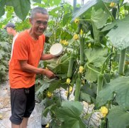 蔬菜種子種植戶客戶點(diǎn)評(píng)-干農(nóng)業(yè)，有喜悅嗎？有的，請(qǐng)看！