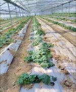 蔬菜種子種植戶客戶點(diǎn)評(píng)-三倍體絲瓜到底是斷頭好？還是不斷頭好？看看這位老板的做法……