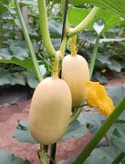 蔬菜種子種植戶客戶點(diǎn)評(píng)-瓜菜價(jià)格不好，太卷了！看一位種植大戶穩(wěn)穩(wěn)賺錢的經(jīng)驗(yàn)…