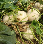 蔬菜種子種植戶客戶點(diǎn)評(píng)-我種植的這個(gè)品種，稱得上“白馬王子”，與大家分享！