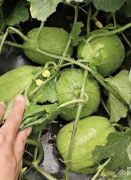 蔬菜種子種植戶客戶點(diǎn)評(píng)-瓜商喜歡、消費(fèi)者喜歡，這個(gè)品種就好銷售！