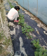 蔬菜種子種植戶客戶點(diǎn)評(píng)-我想要一個(gè)抗高溫又品質(zhì)優(yōu)良的甜瓜品種，終于找到了！