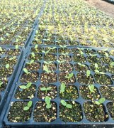 蔬菜種子種植戶客戶點(diǎn)評(píng)-高溫+病毒，雙重暴擊！今年種植這個(gè)品種能賺錢嗎？